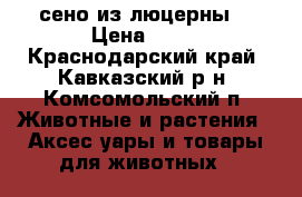 сено из люцерны  › Цена ­ 50 - Краснодарский край, Кавказский р-н, Комсомольский п. Животные и растения » Аксесcуары и товары для животных   